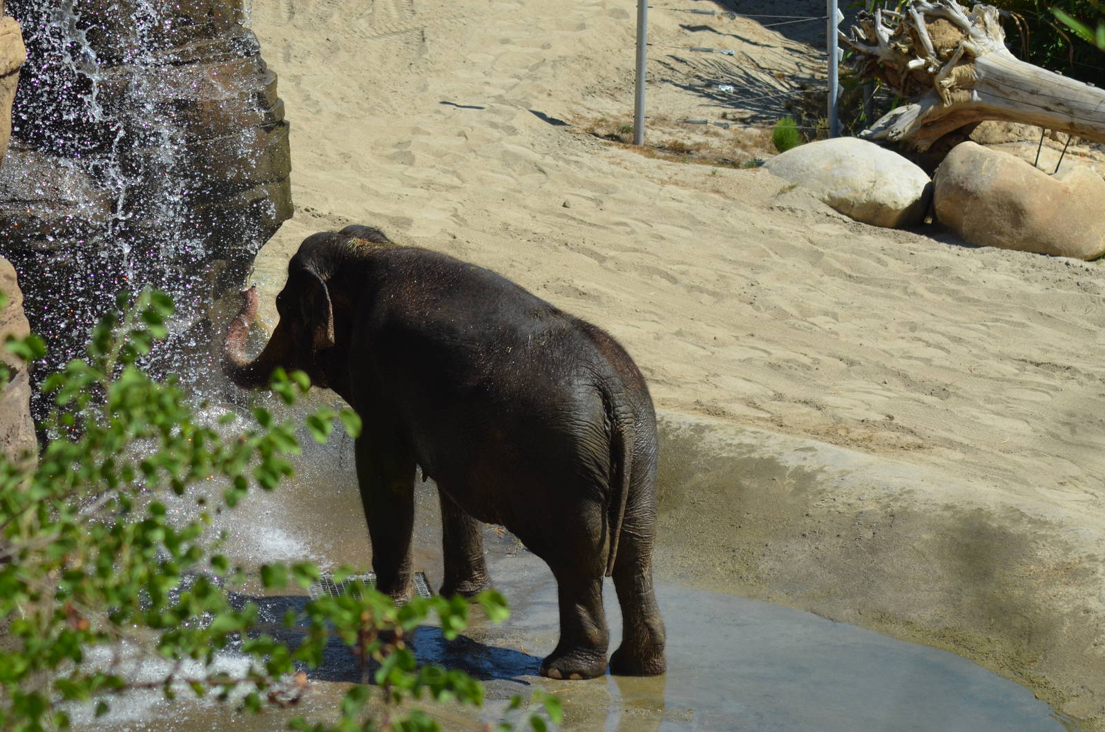 Elephants of Asia - Elephants of India