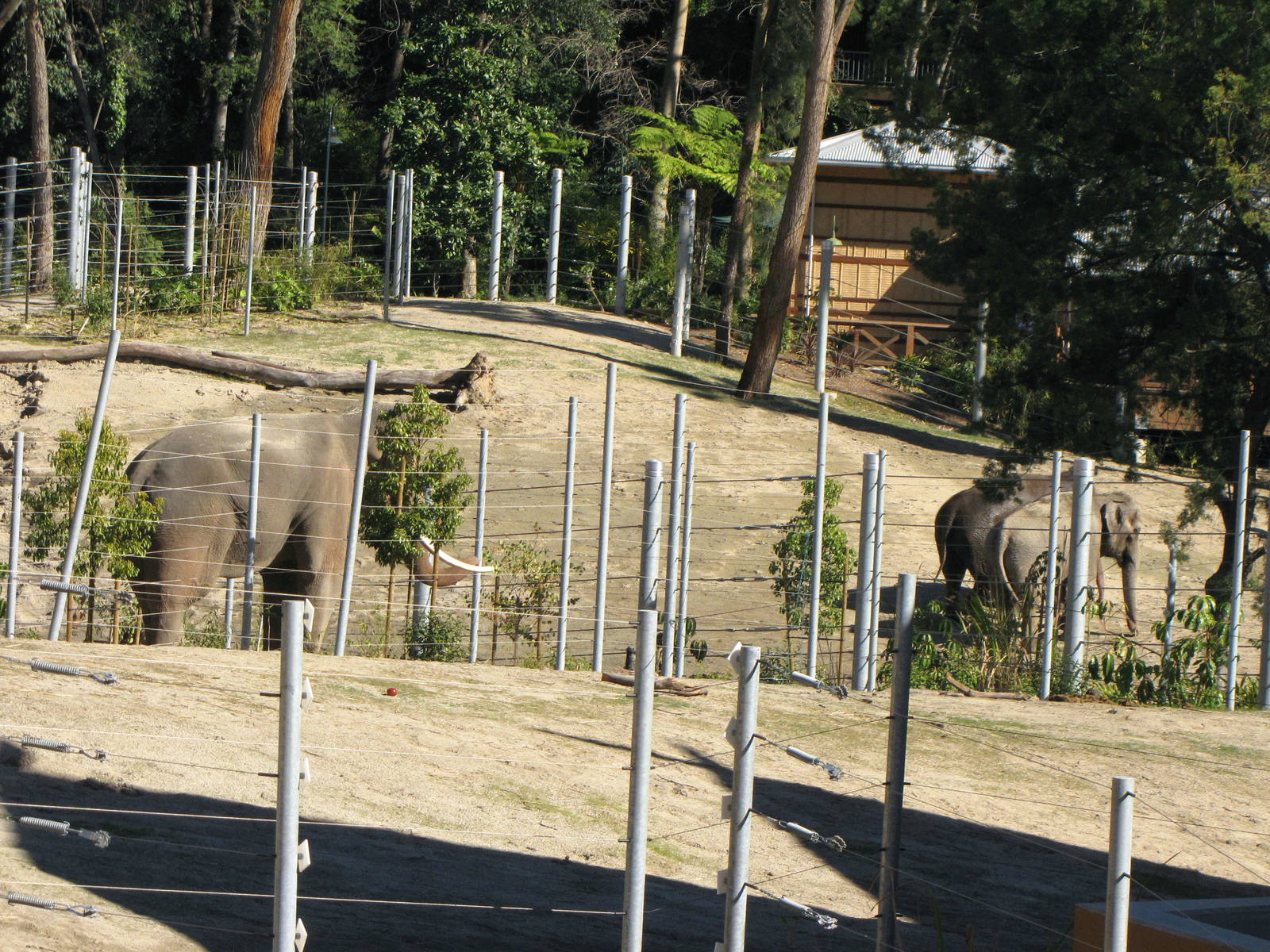 Elephants of Asia - January 28, 2011