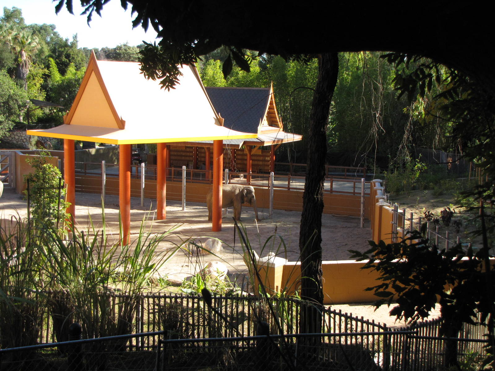 Elephants of Asia - November 26, 2010