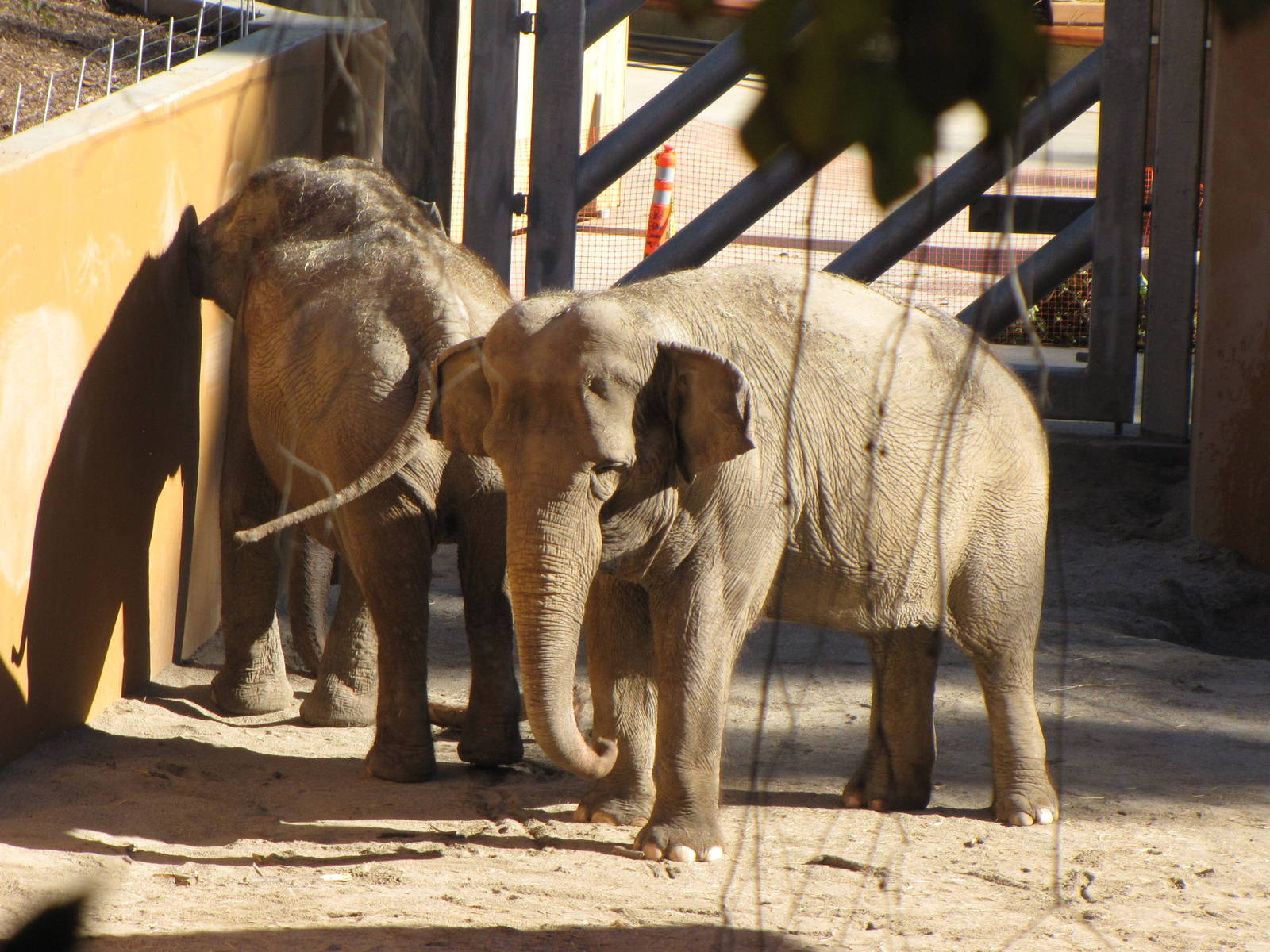 Elephants of Asia - Tina and Jewel