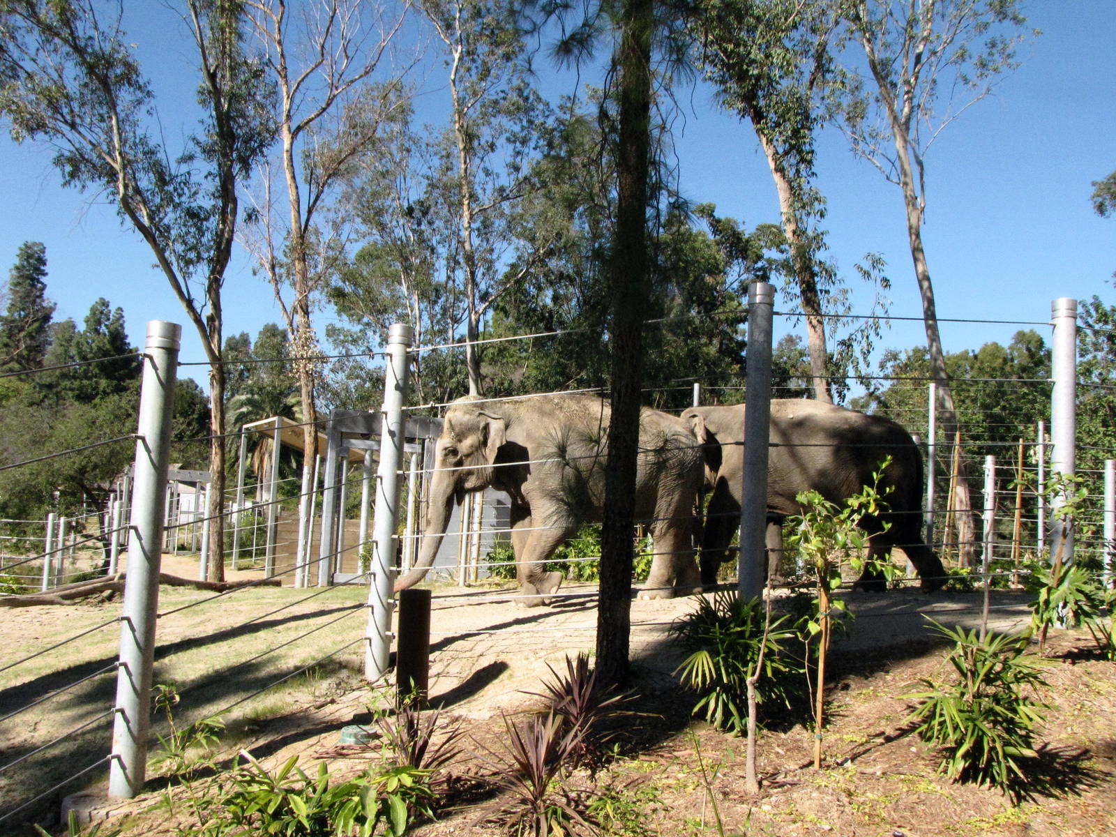 Elephants of Asia - Tina and Jewel