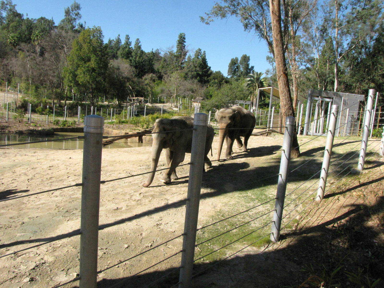 Elephants of Asia - Tina and Jewel