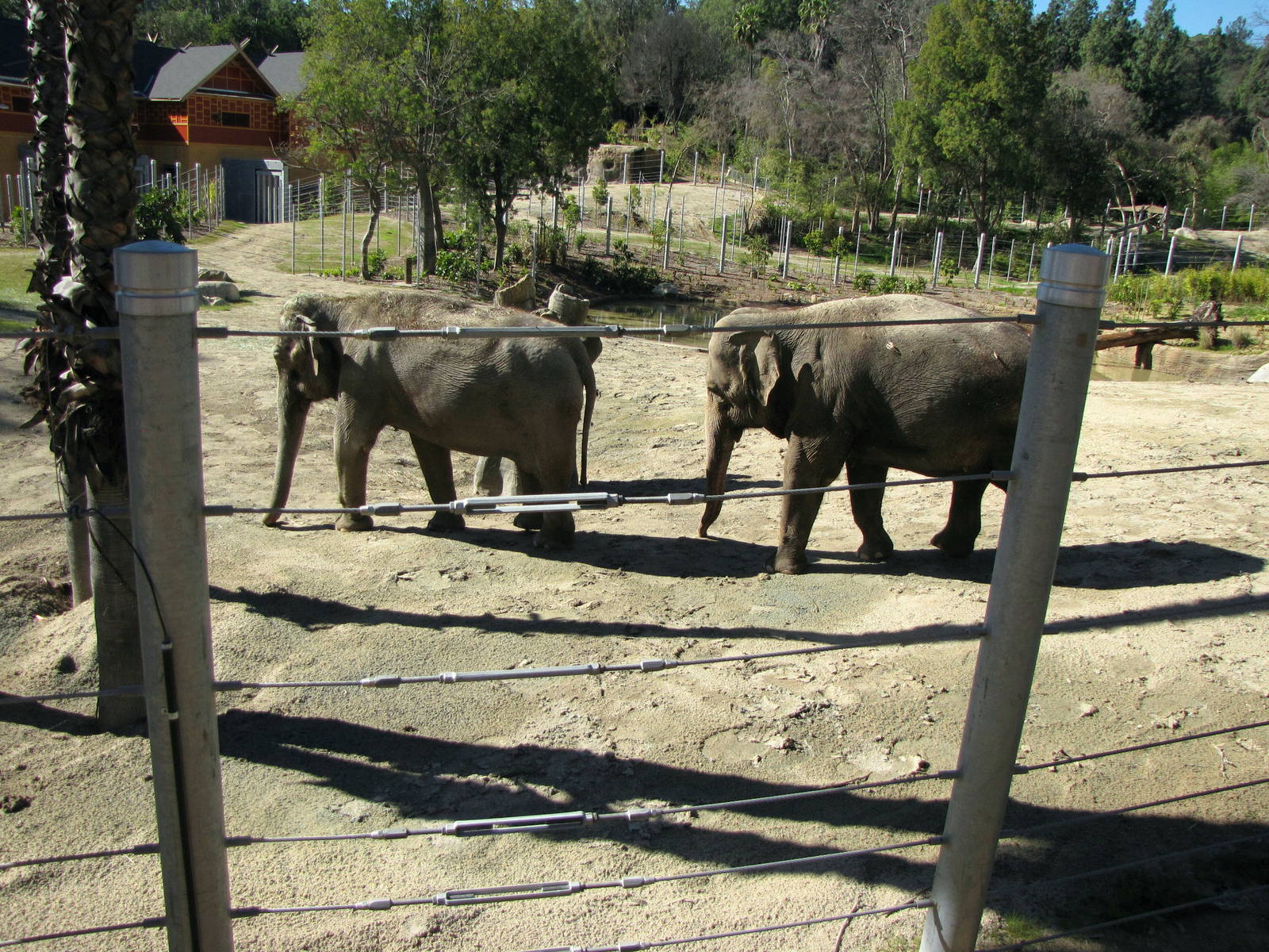 Elephants of Asia - Tina and Jewel