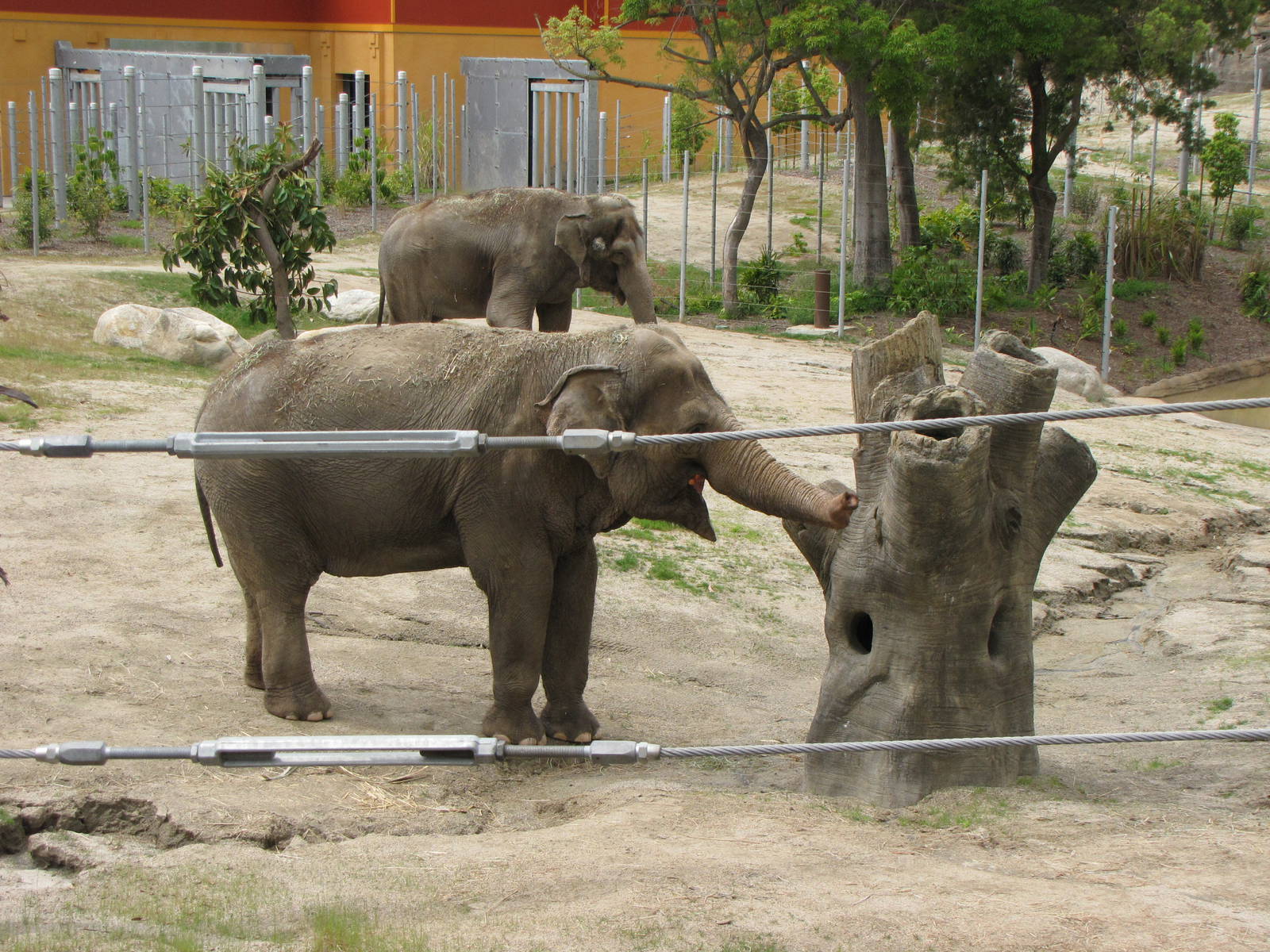 Elephants of Asia