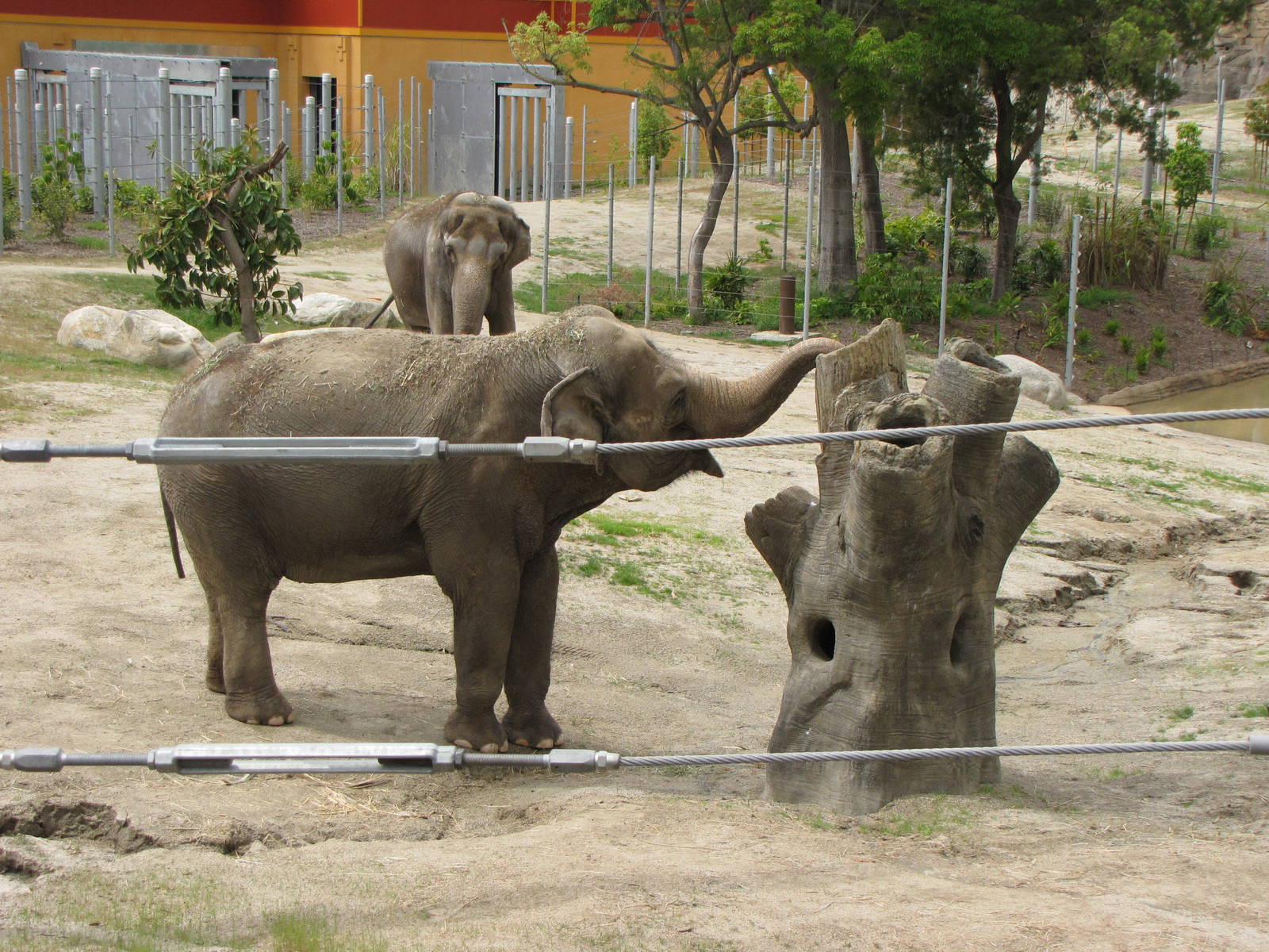 Elephants of Asia