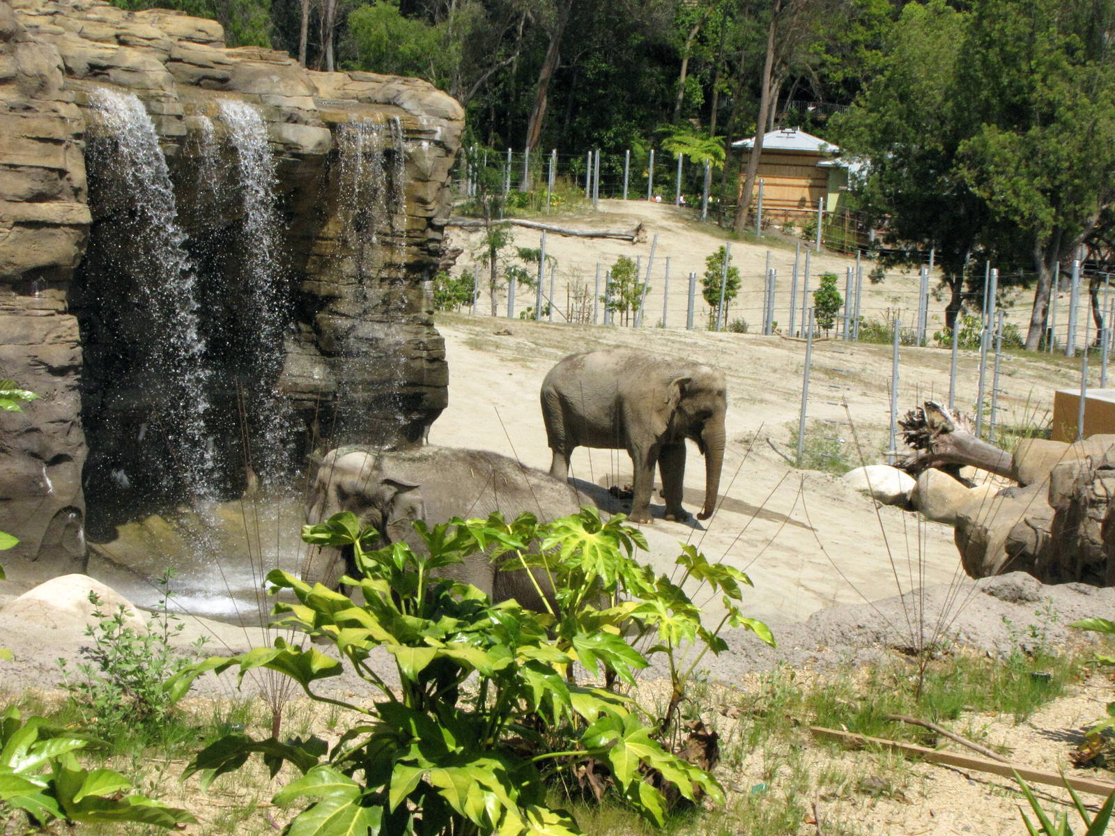 Elephants of Asia