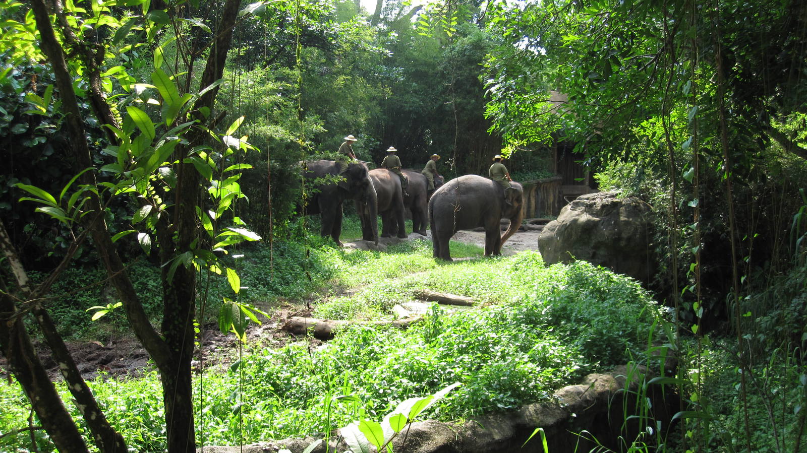 Elephants of Asia