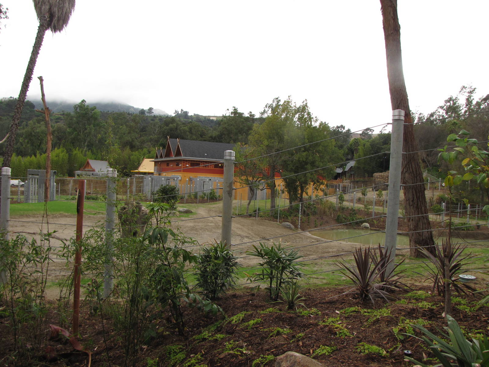 Elephants of Cambodia