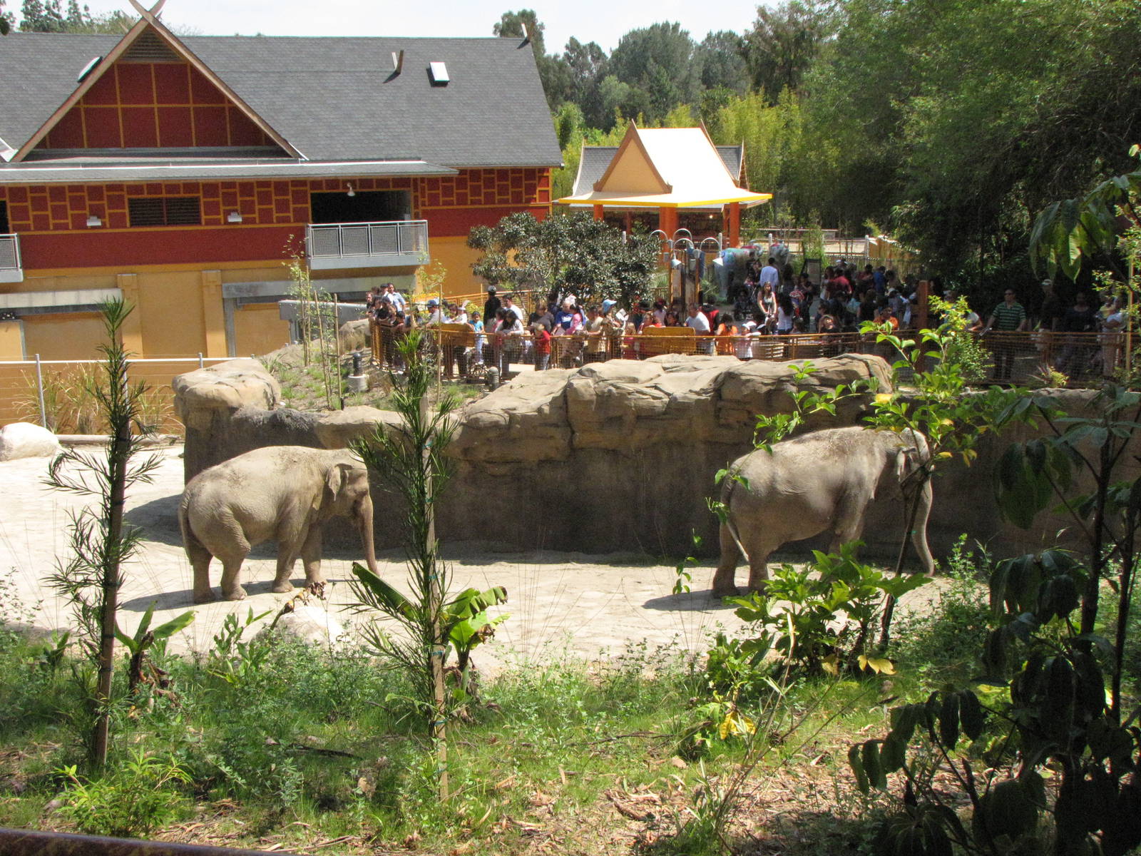 Elephants of India Yard