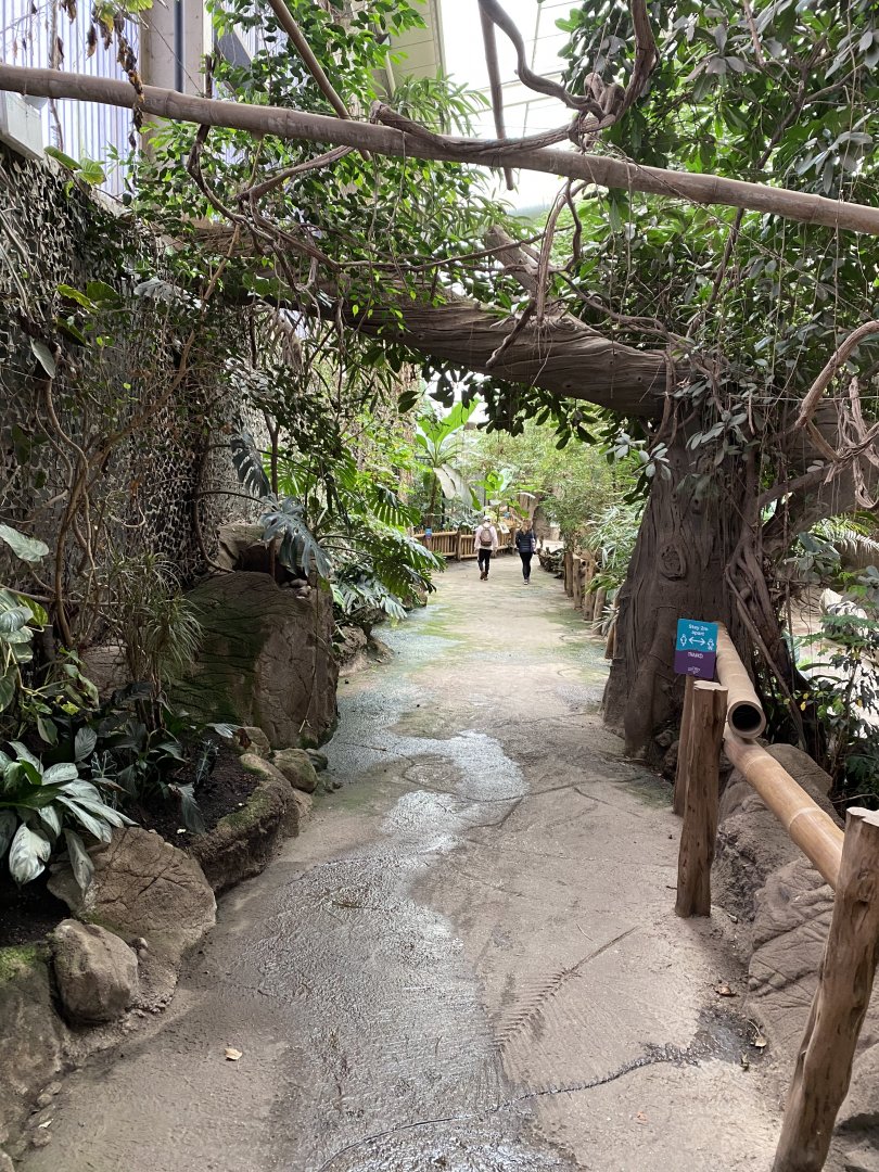 Elephants of the Asian Forest 110920