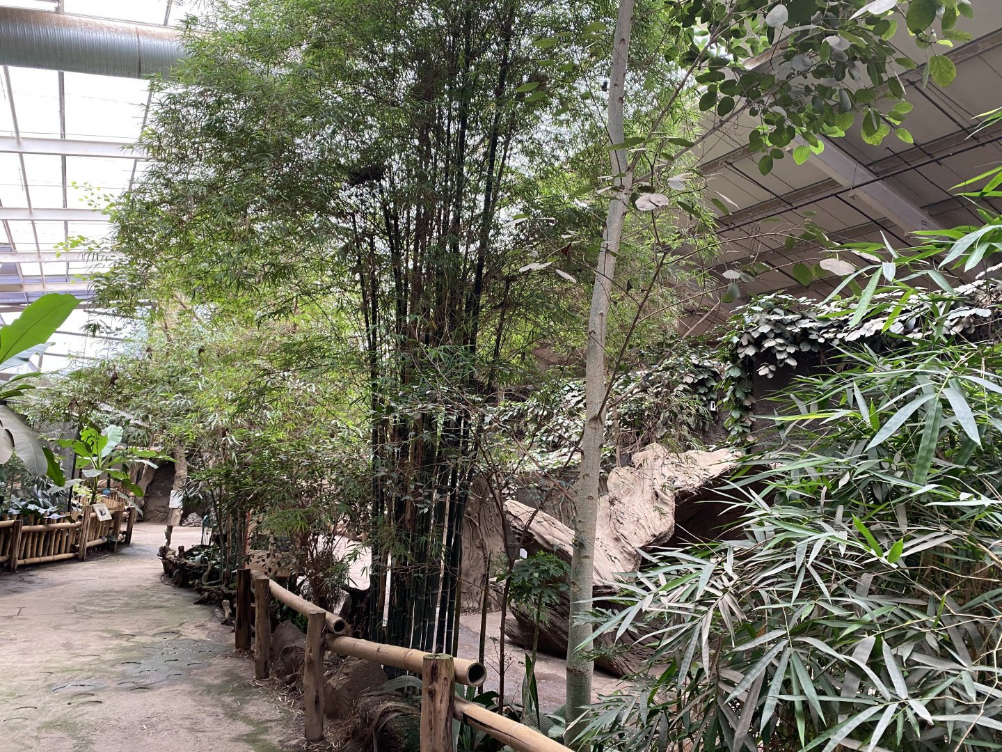 Elephants of the Asian Forest 110920