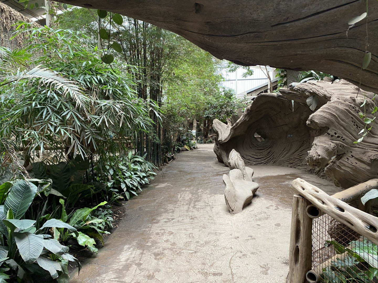 Elephants of the Asian Forest 110920