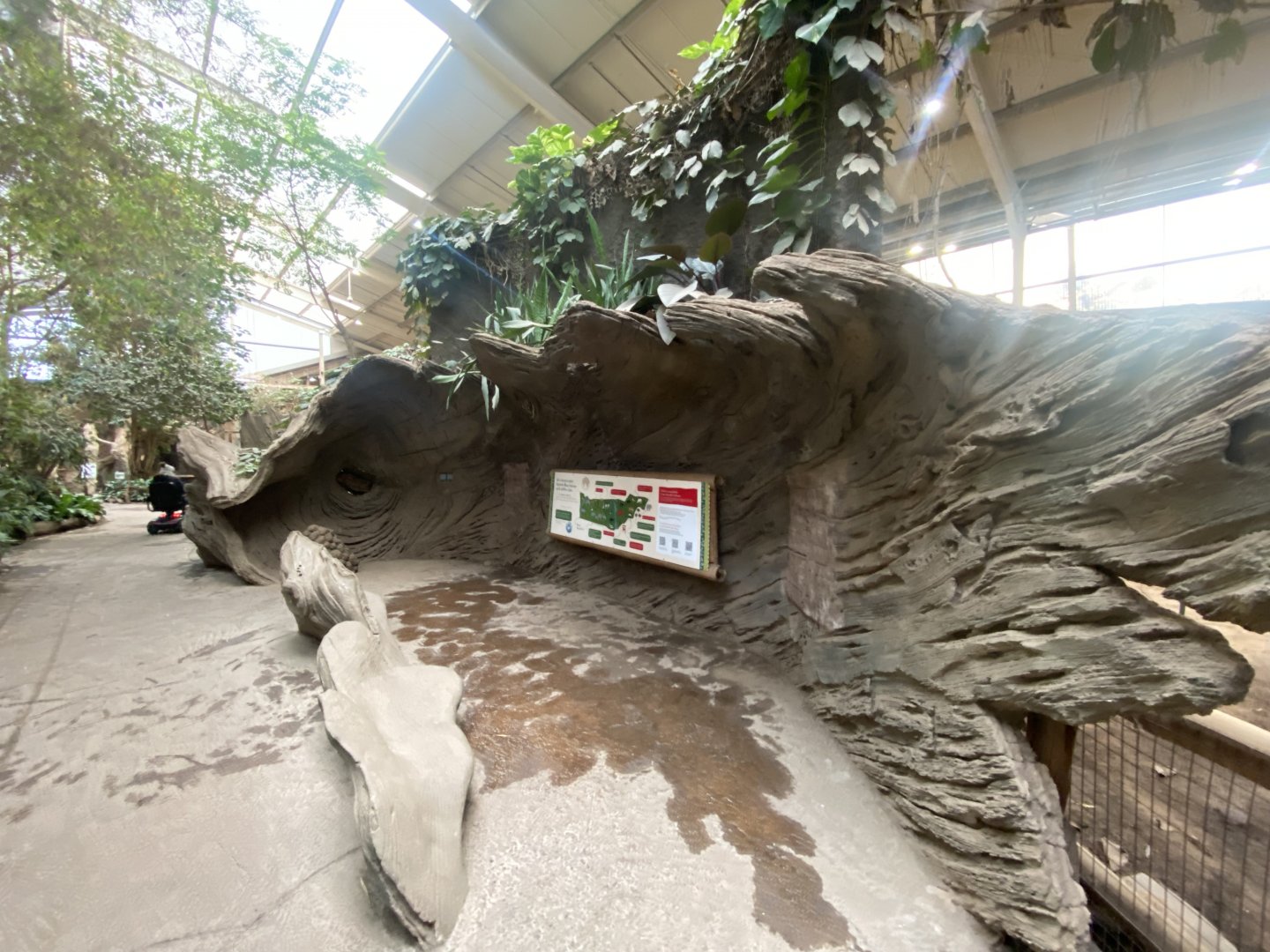 Elephants of the Asian Forest 241123