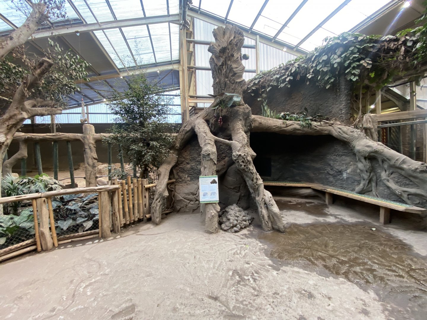 Elephants of the Asian Forest 241123