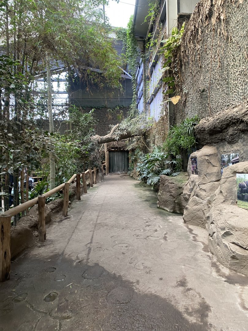 Elephants of the Asian Forest 241123