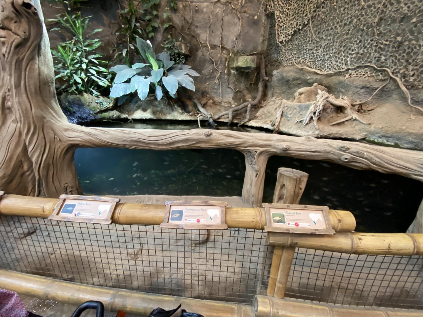 Elephants of the Asian forest - aquatic exhibit 181021