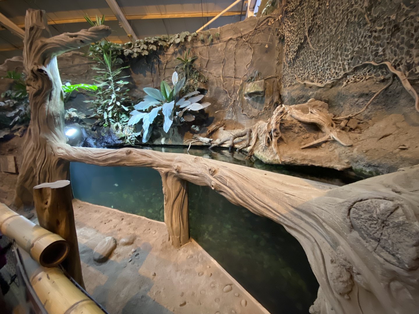 Elephants of the Asian Forest - Aquatic exhibit 221022