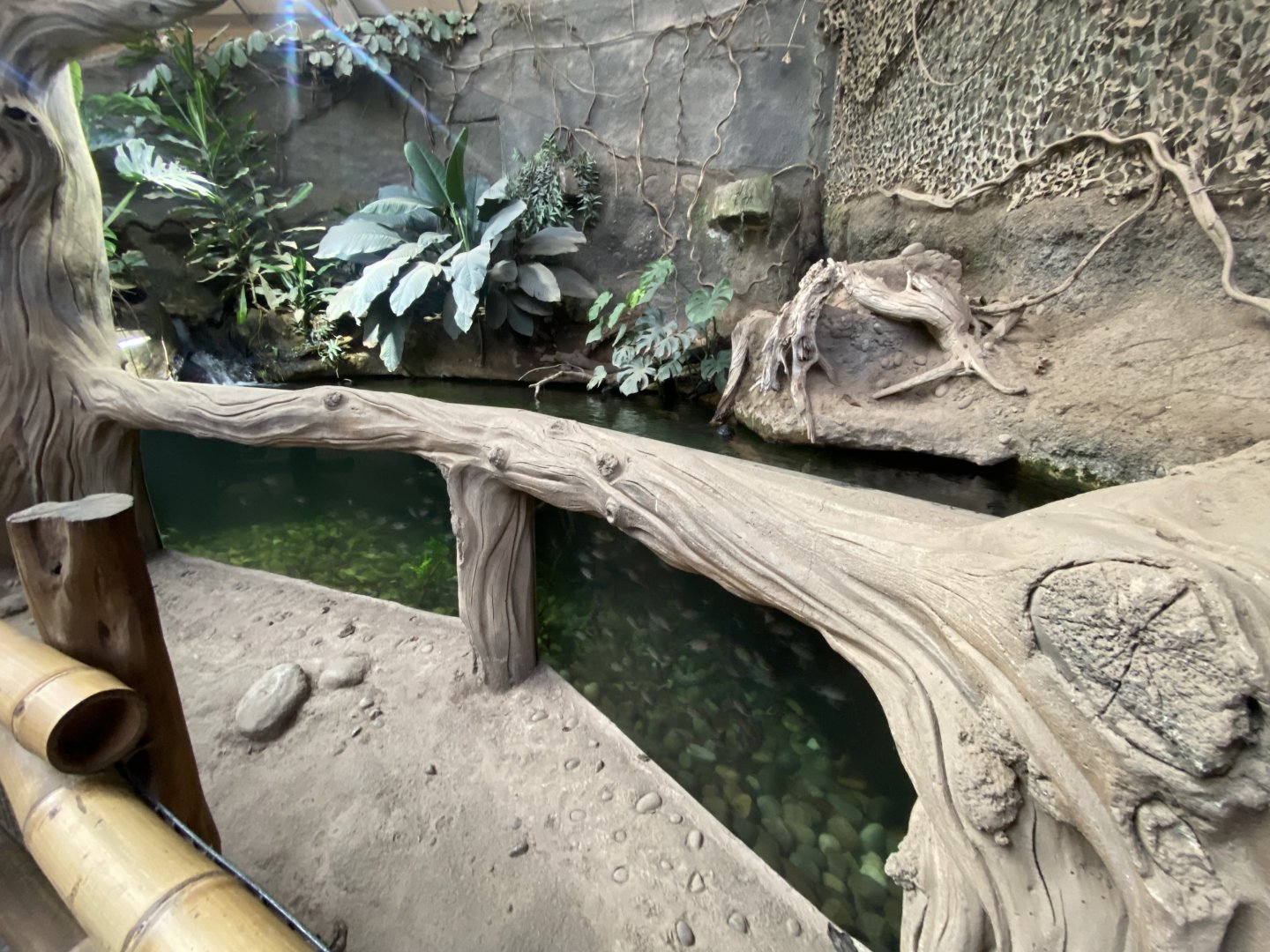 Elephants of the Asian Forest - Aquatic exhibit 241123