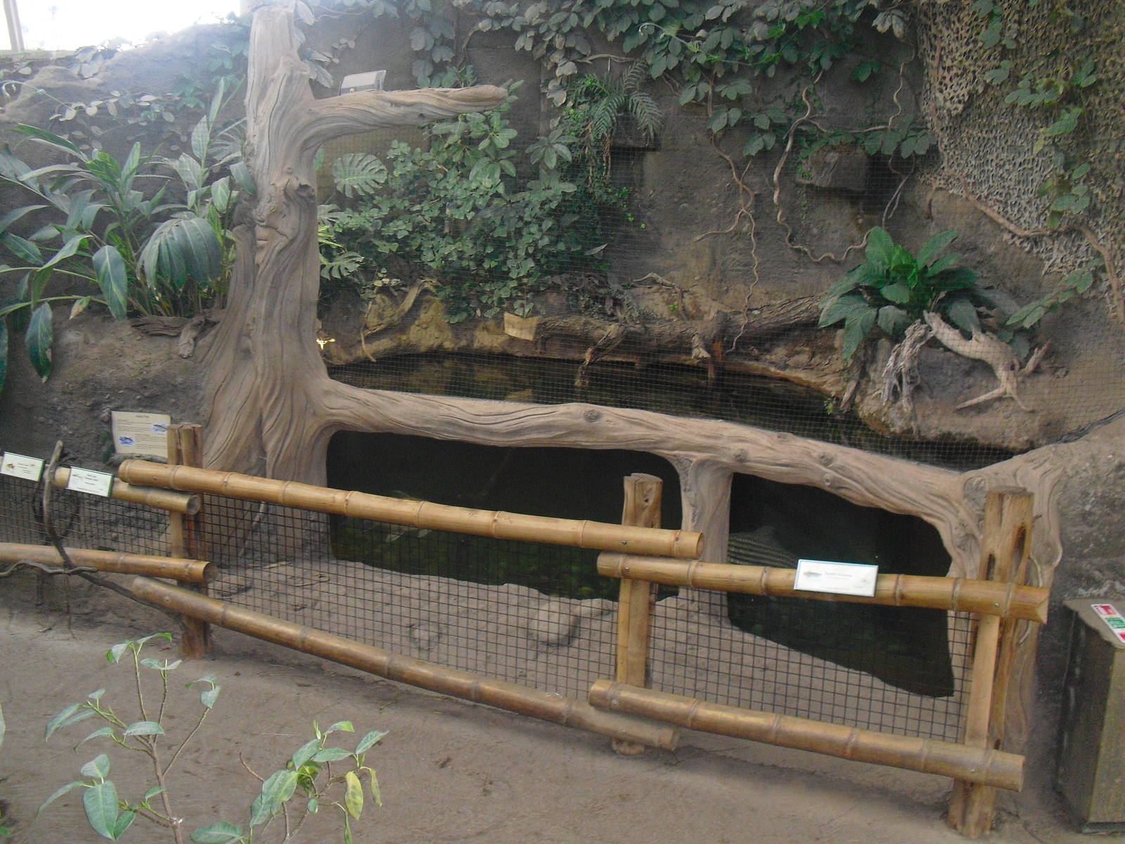 Elephants of the Asian Forest, Asian Arowana Probarbus fish- 16/02/2011