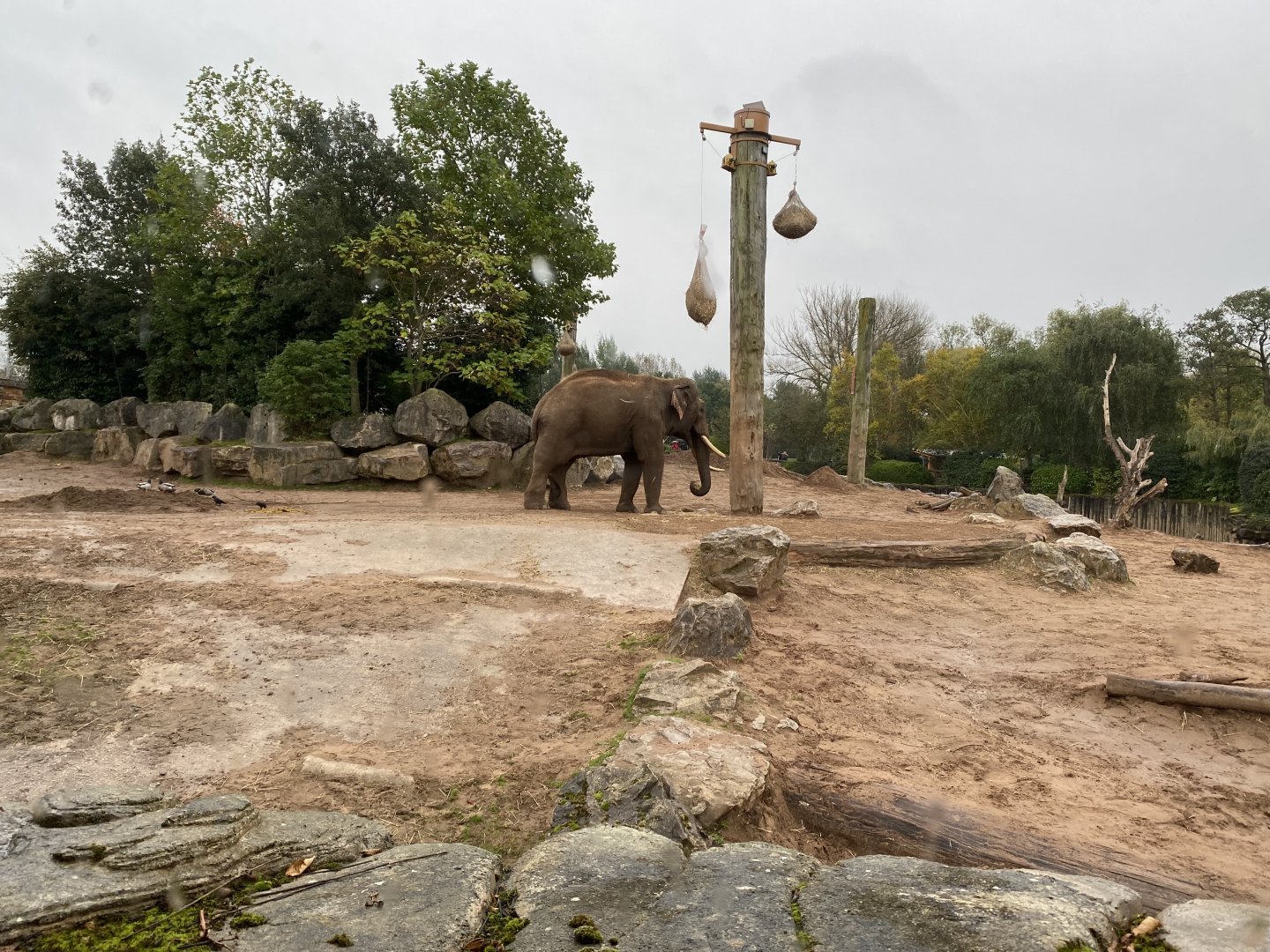Elephants of the Asian forest - Asian elephant 181021