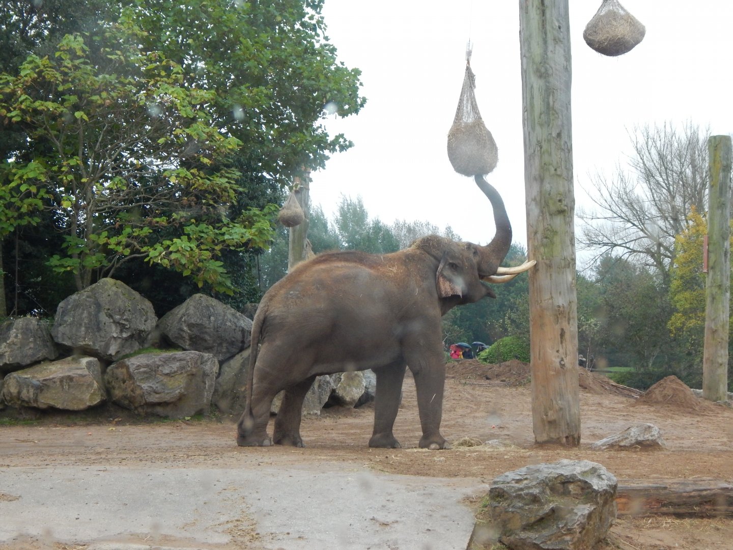 Elephants of the Asian forest - Asian elephant 181021