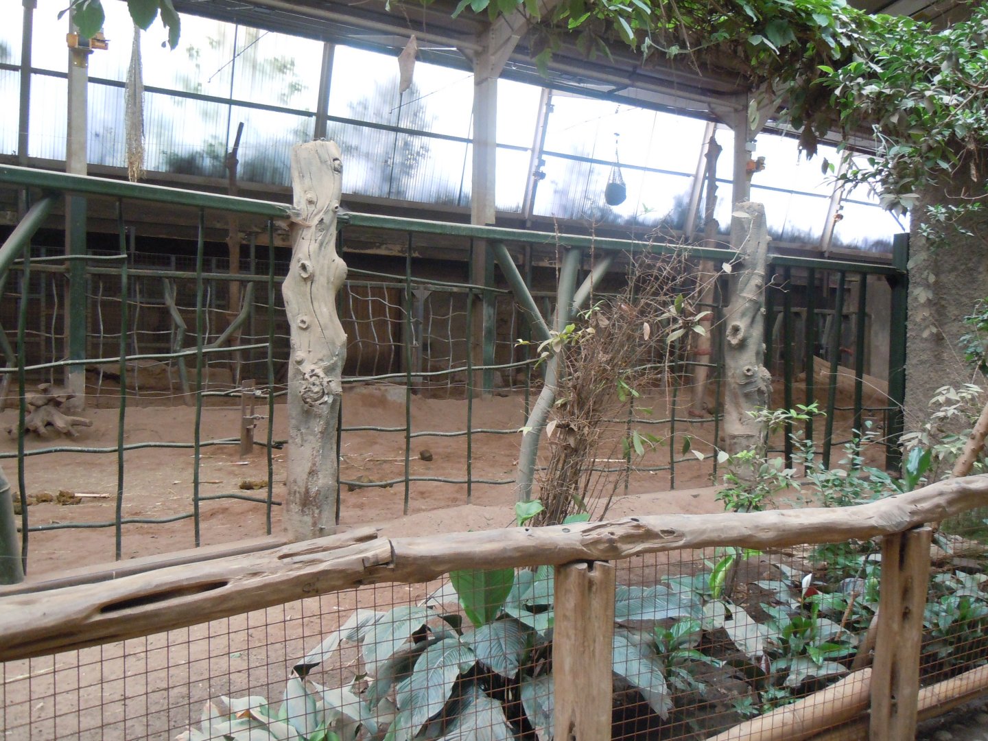 Elephants of the Asian Forest - Asian elephant indoors 110920