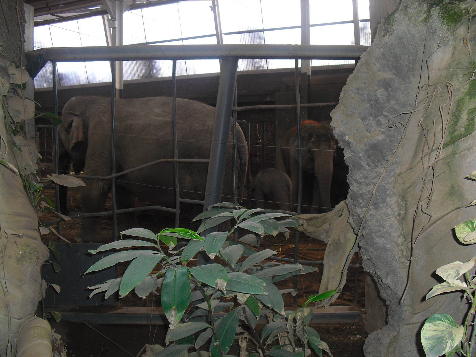 Elephants of the Asian Forest, Asian elephants - 16/02/2011