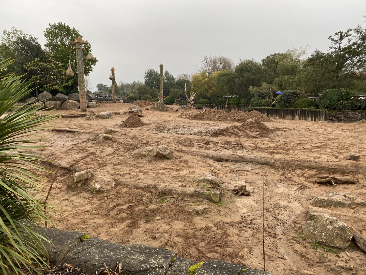 Elephants of the Asian Forest - Asian elephants outdoors 181021