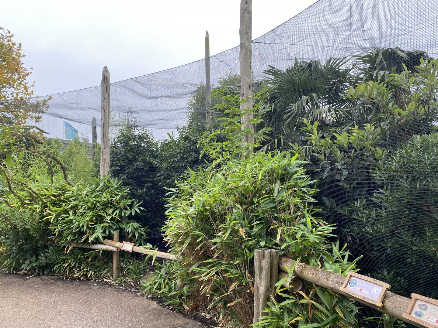 Elephants of the Asian forest - aviary 181021