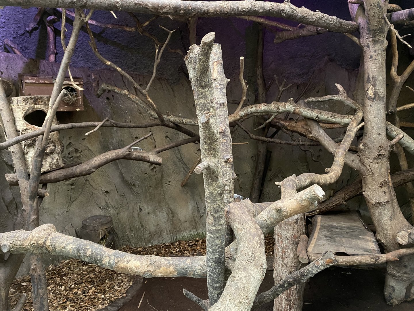 Elephants of the Asian Forest - Cloud rat and Treeshrew enclosure 081020