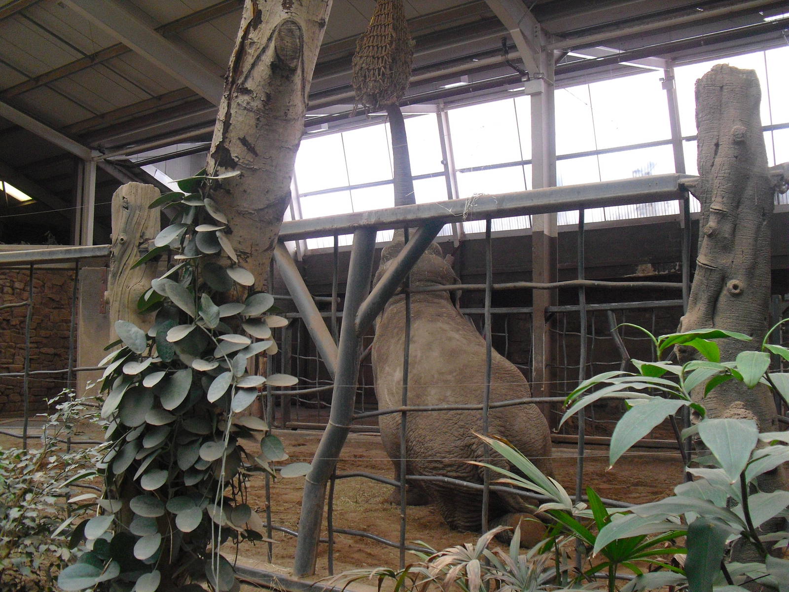 Elephants of the Asian Forest, Elephant feeding - 16/02/2011
