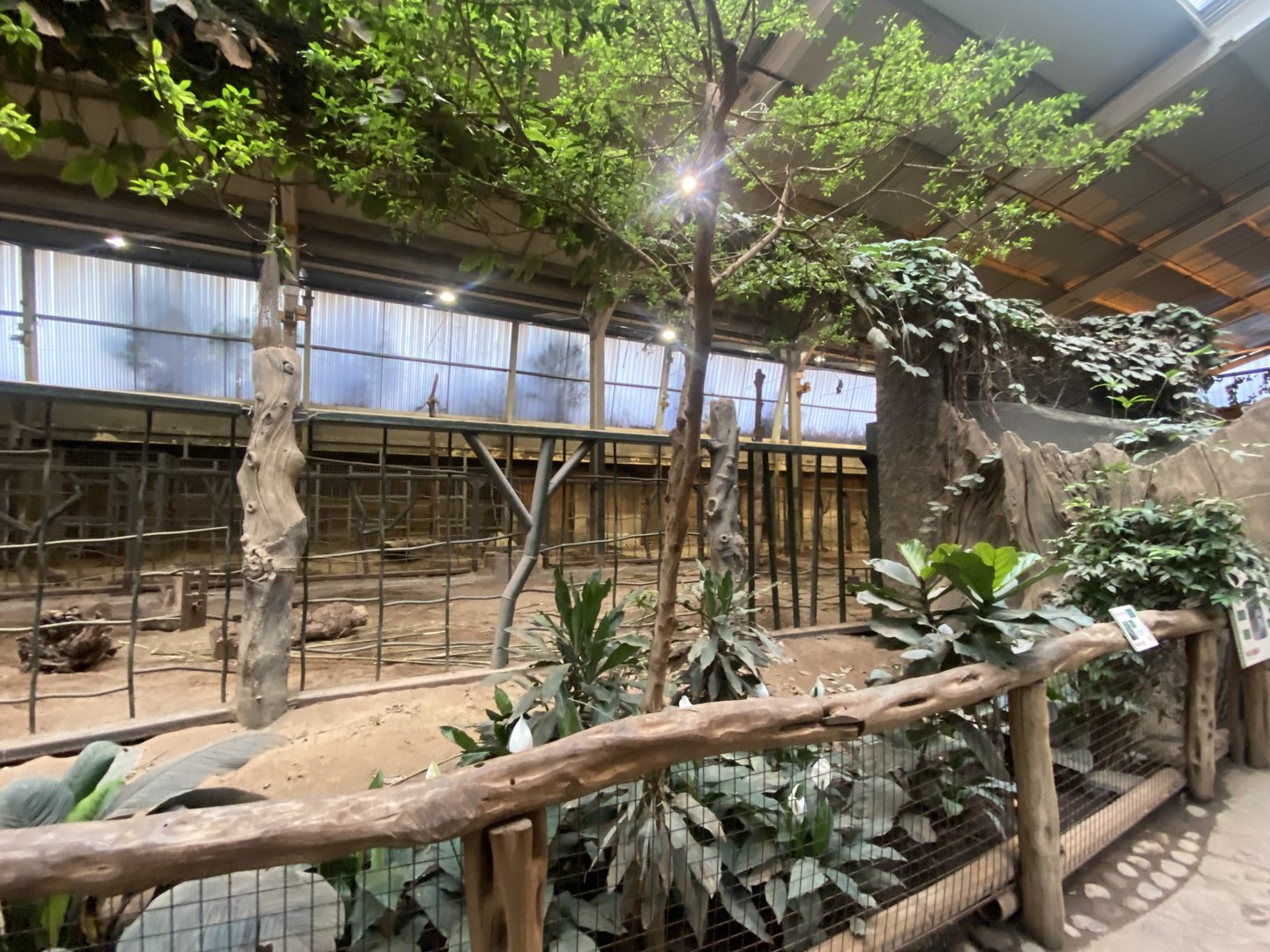 Elephants of the Asian Forest - Elephant indoors 221022