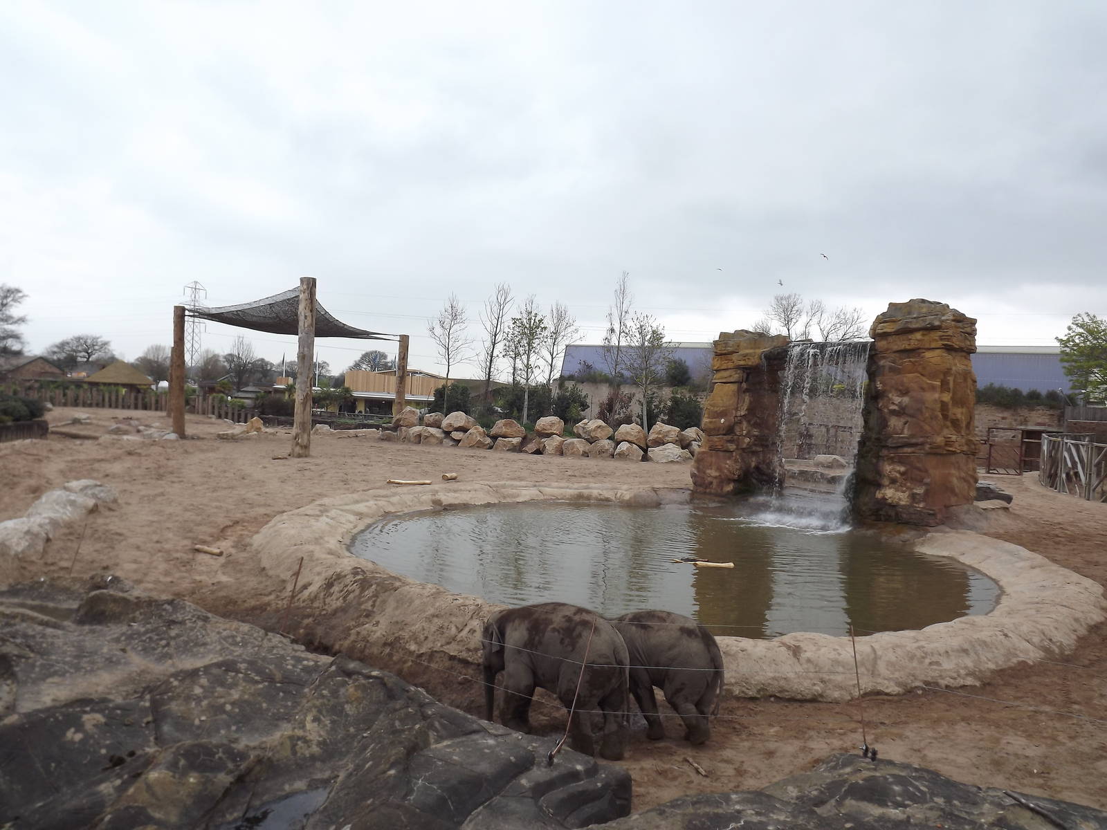 Elephants of the Asian forest exhibit at Chester Zoo 31/03/12