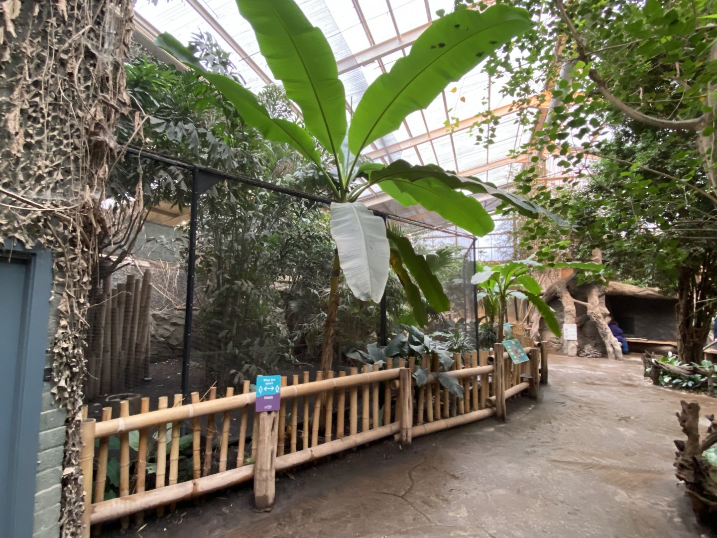 Elephants of the Asian forest - Great hornbill aviary 181021