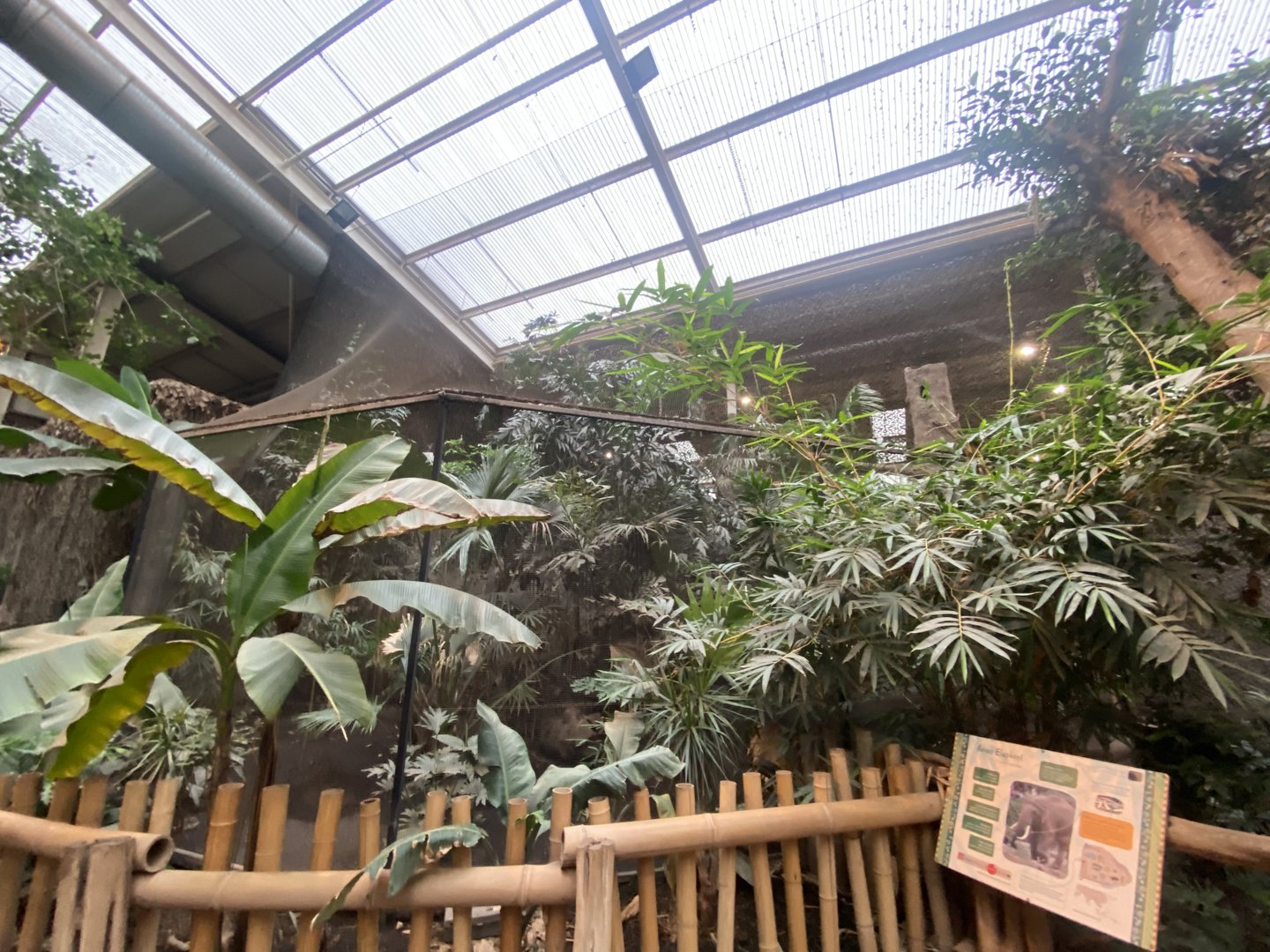 Elephants of the Asian Forest - Great hornbill aviary 221022