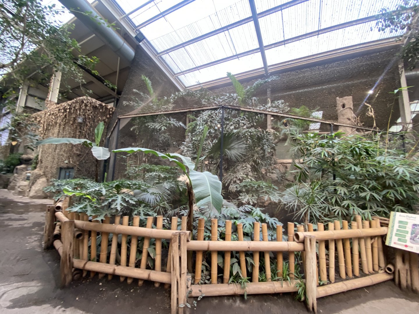 Elephants of the Asian Forest - Great hornbill aviary 241123