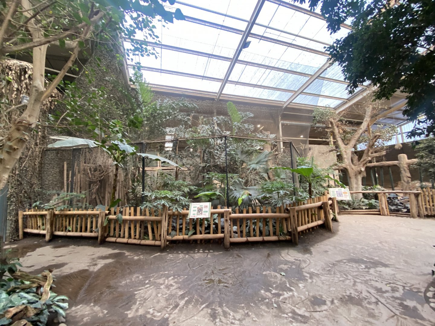 Elephants of the Asian Forest - Great hornbill exhibit 241123