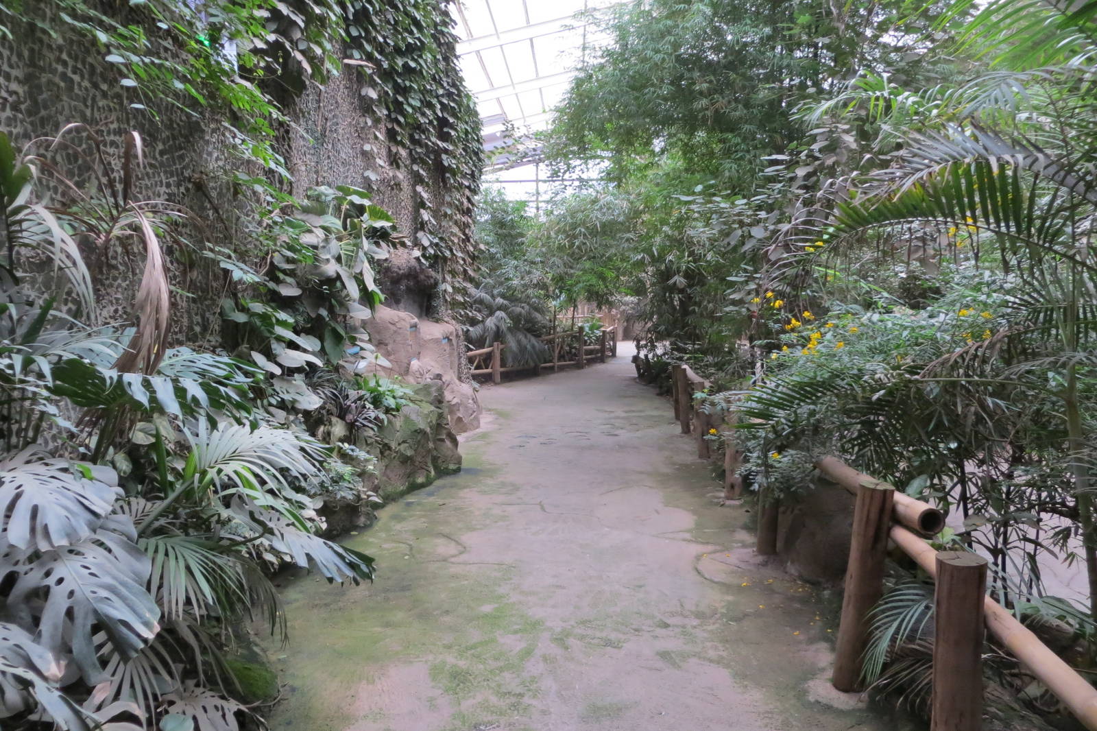Elephants of the Asian Forest Indoors 031015
