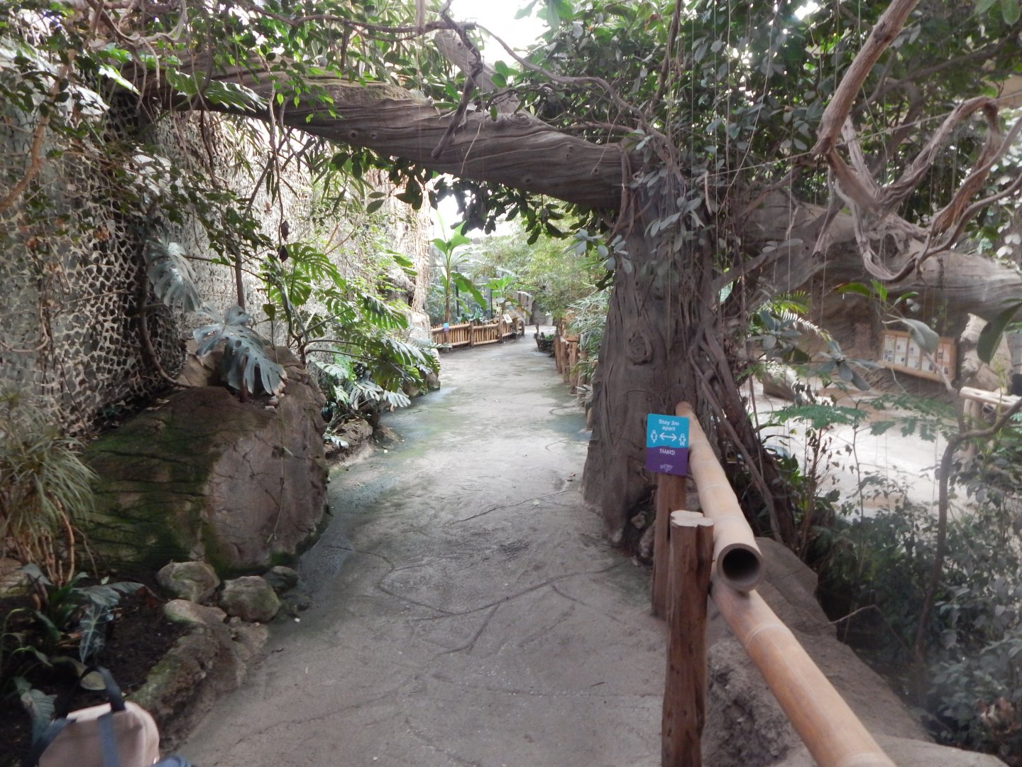 Elephants of the Asian Forest indoors 081020