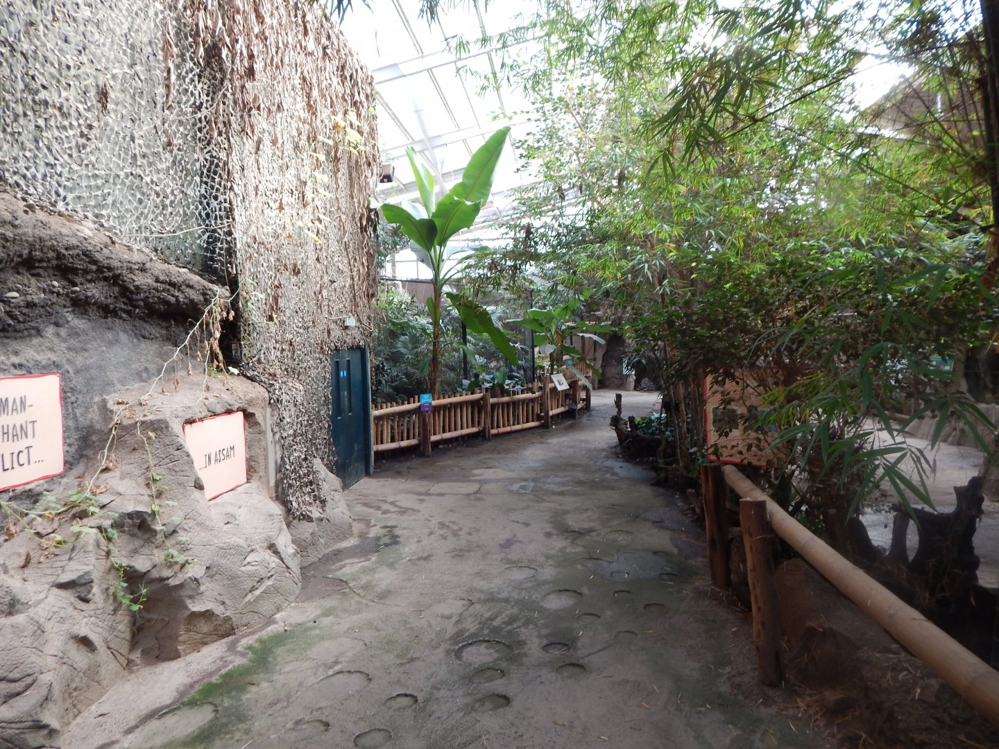 Elephants of the Asian Forest indoors 081020