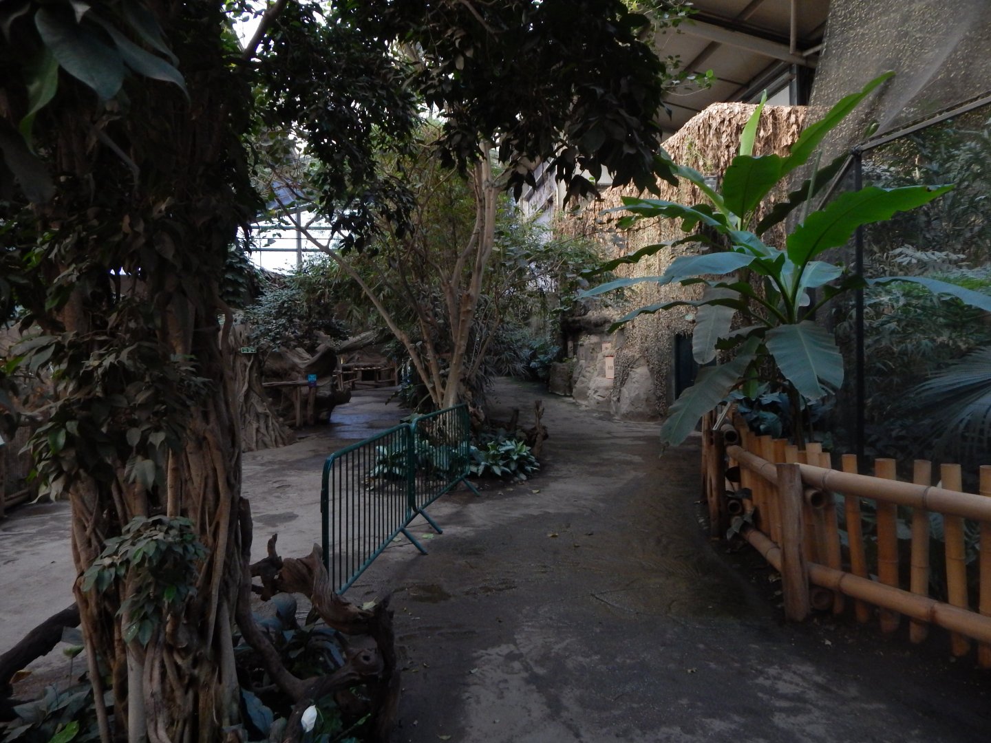 Elephants of the Asian Forest indoors 081020