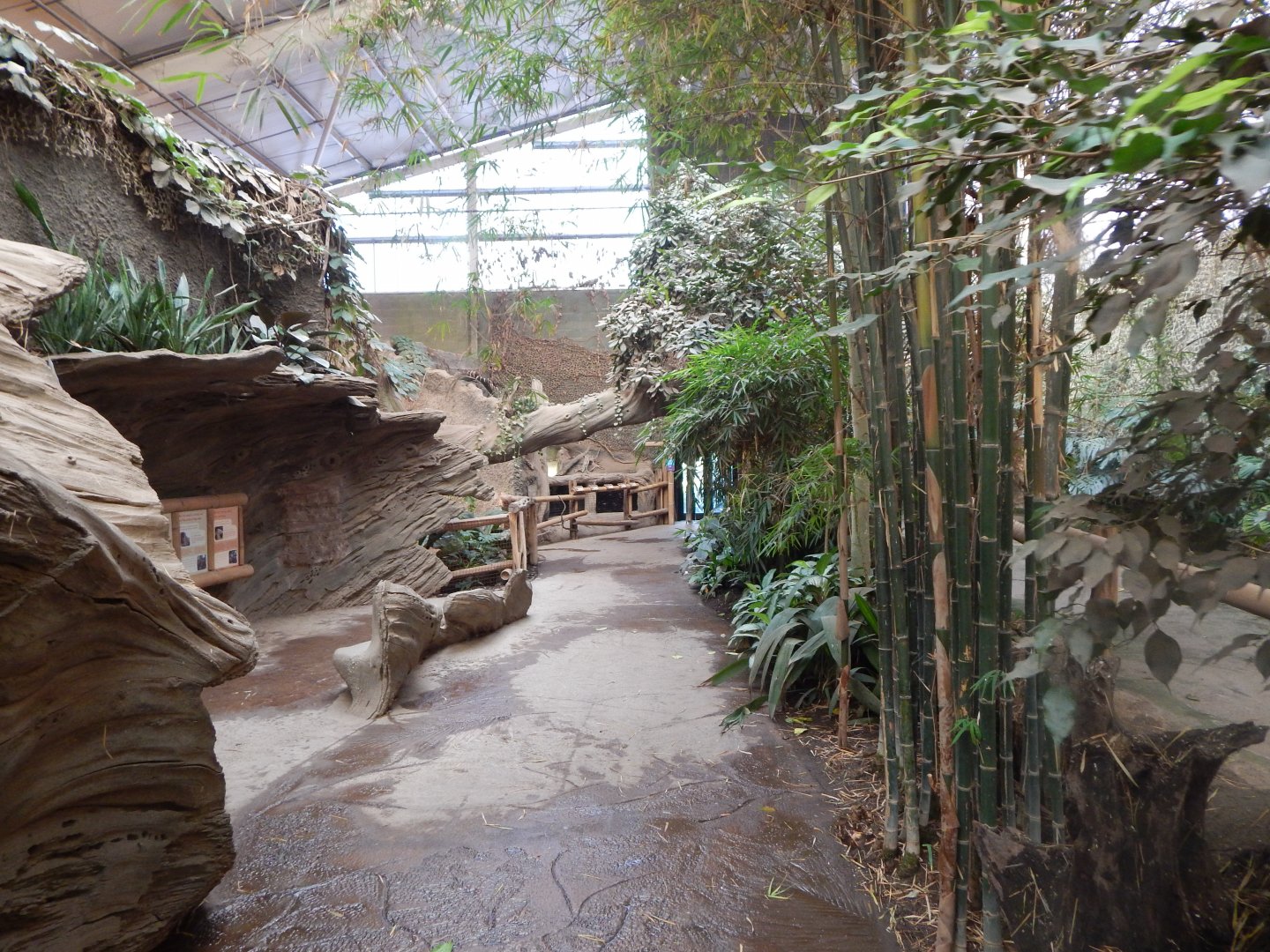 Elephants of the Asian Forest indoors 081020