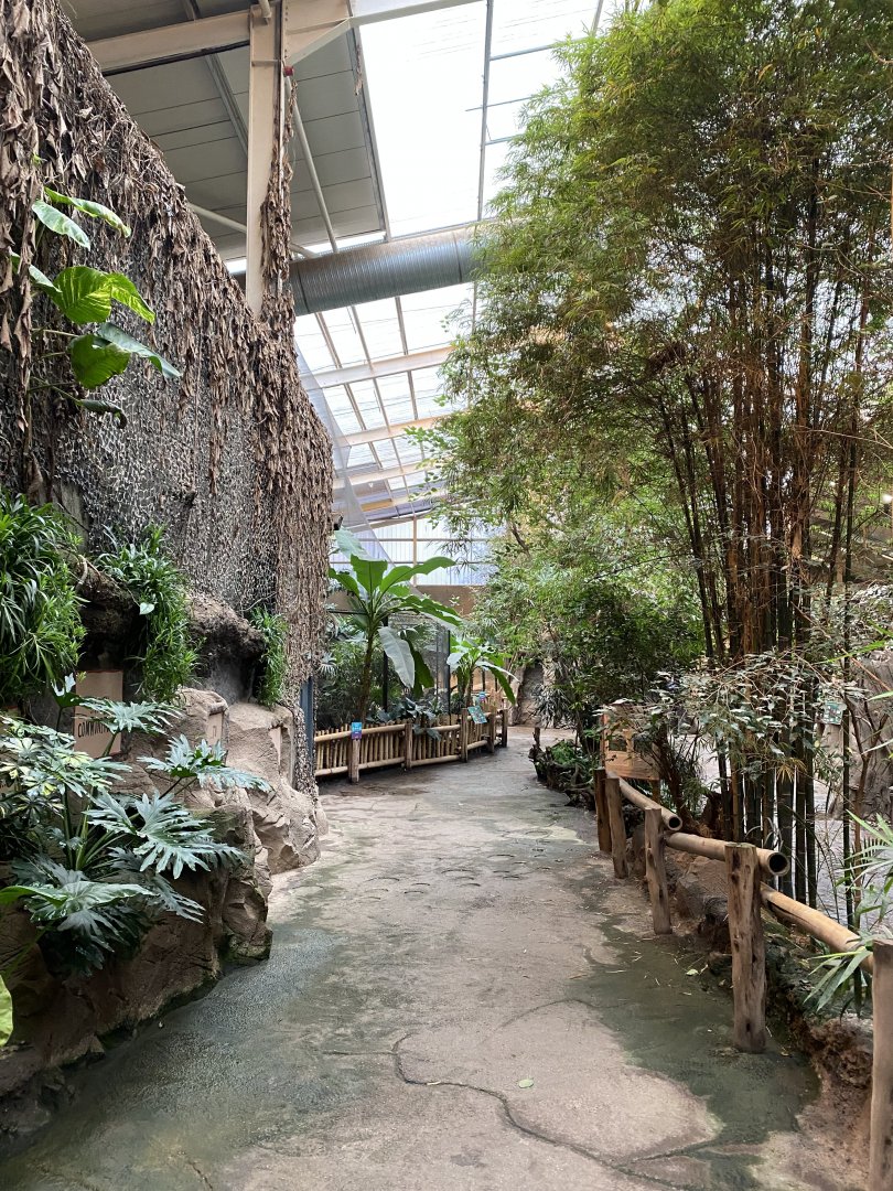 Elephants of the Asian forest - indoors 181021