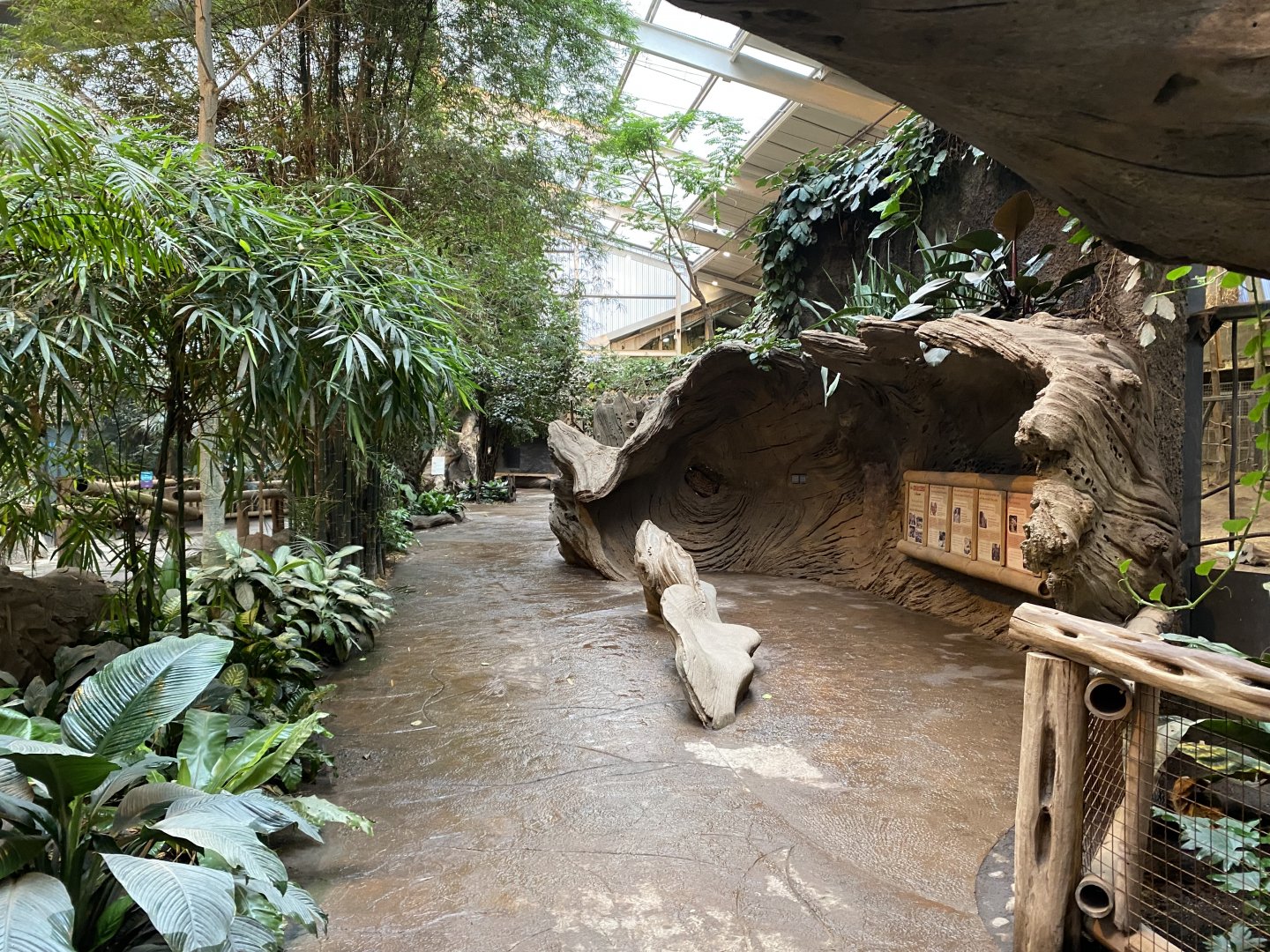 Elephants of the Asian forest - indoors 181021