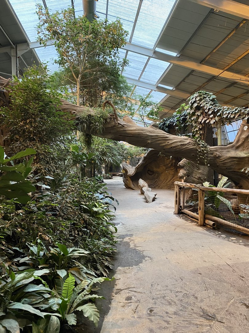 Elephants of the Asian Forest - Indoors 221022