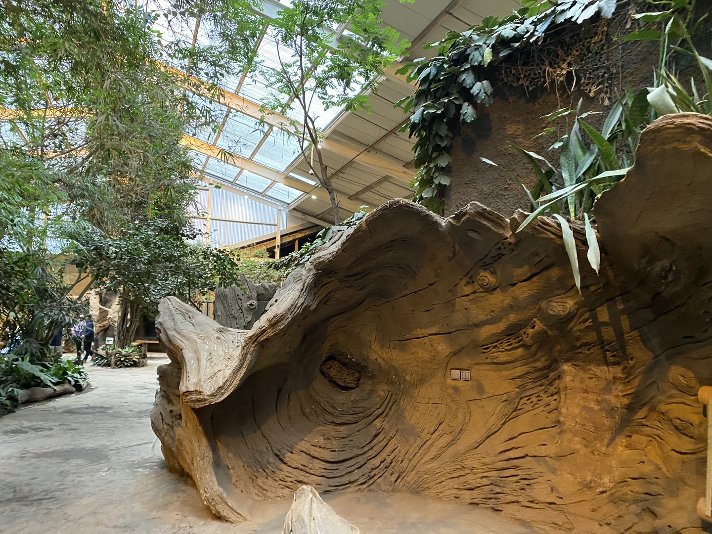 Elephants of the Asian Forest - Indoors 221022