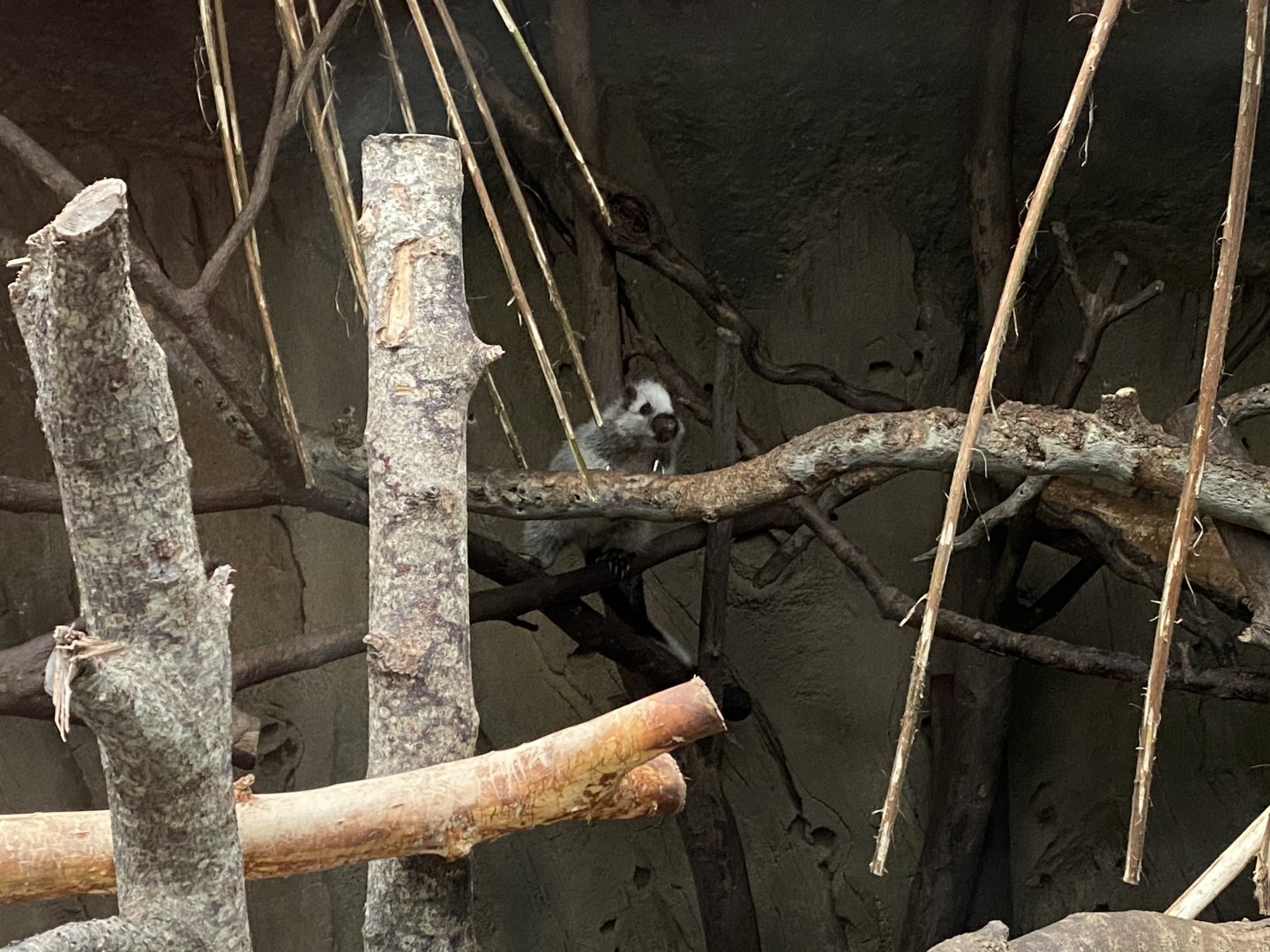 Elephants of the Asian Forest - North Luzon giant cloud rat 110920