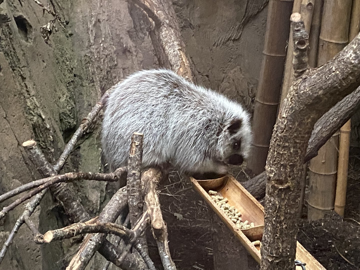Elephants of the Asian Forest - North Luzon giant cloud rat 221022