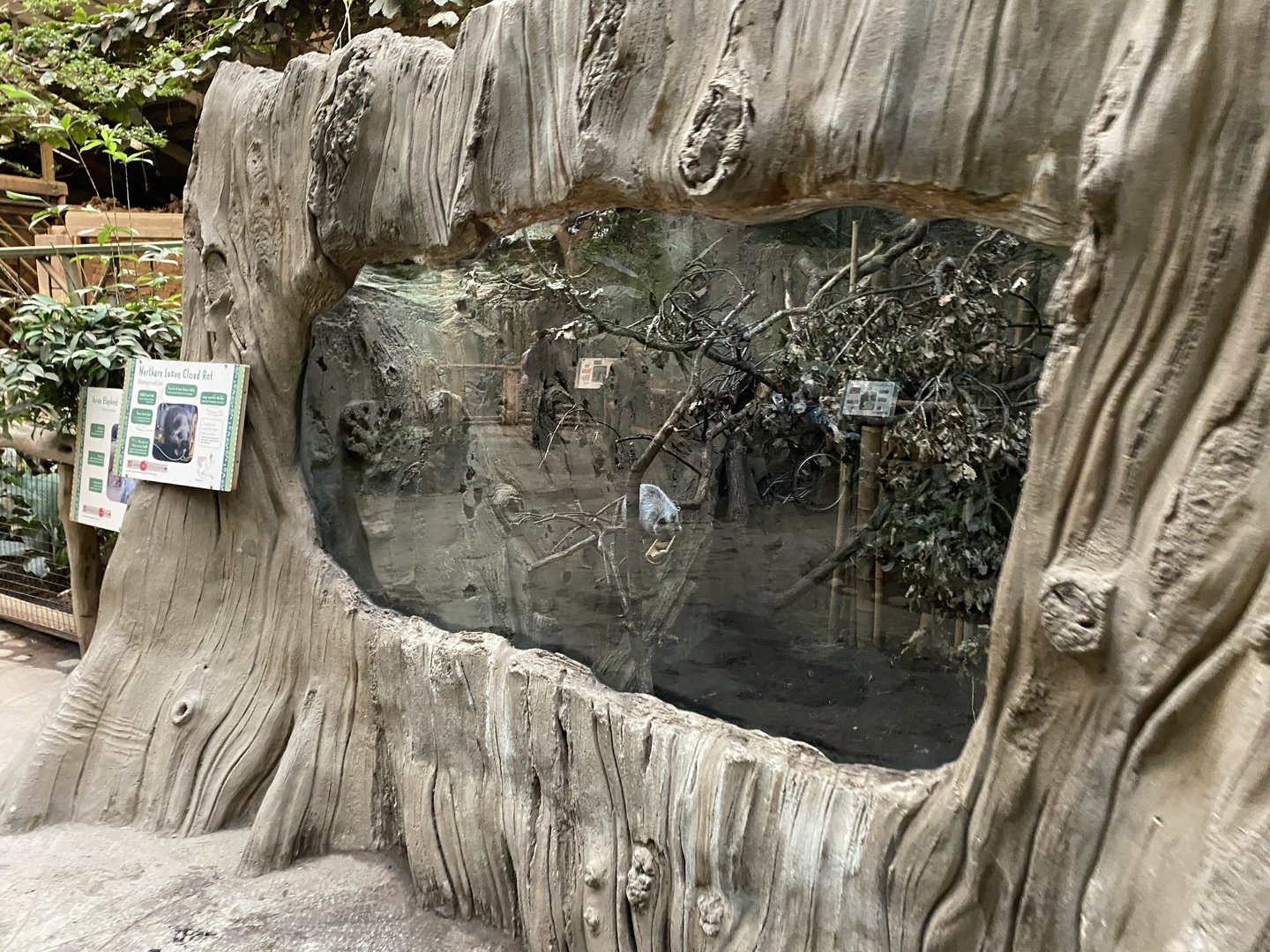 Elephants of the Asian Forest - North Luzon giant cloud rat exhibit 221022