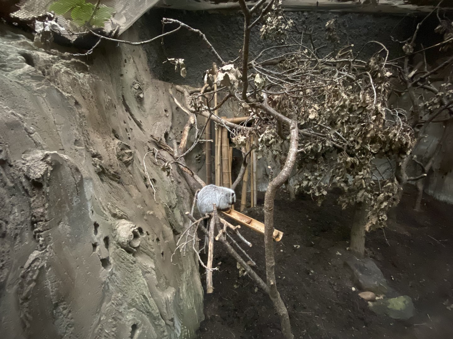 Elephants of the Asian Forest - North Luzon giant cloud rat exhibit 221022